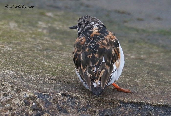 Turnstone 