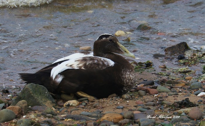 Eider