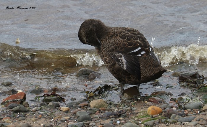 Eider