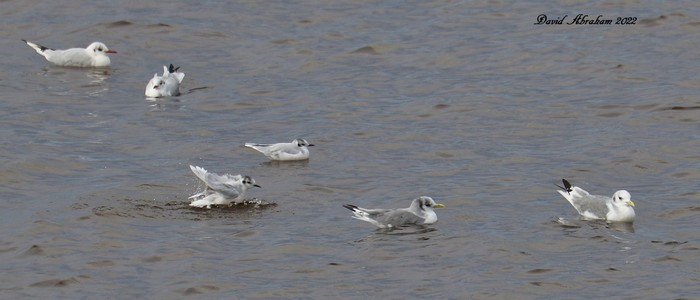 Little Gull