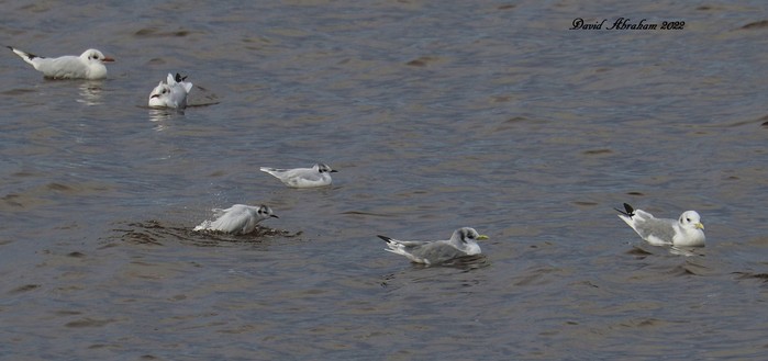 Kittiwake 