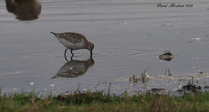 Curlew Sandpiper