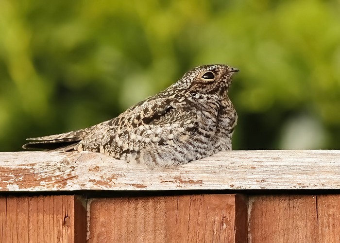 Common Nighthawk