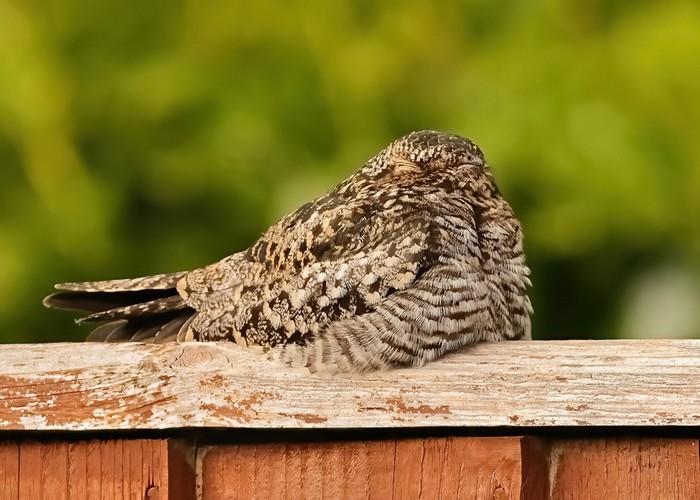 Common Nighthawk