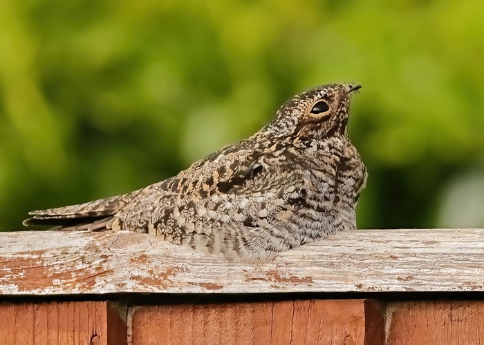 Common Nighthawk