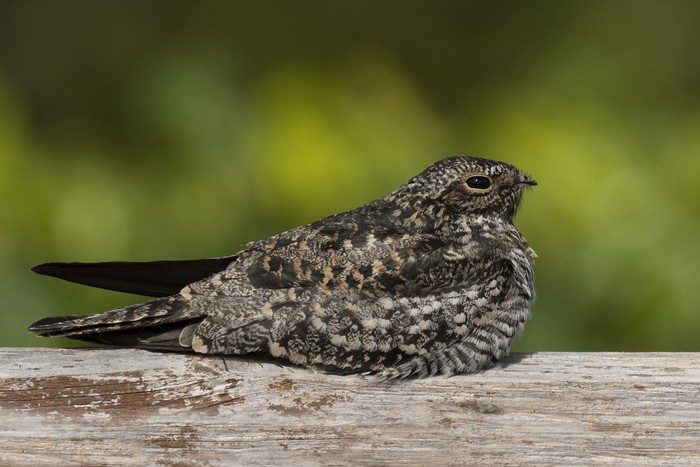 Common Nighthawk