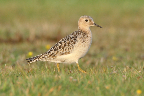 Buff-breasted Sandpiper