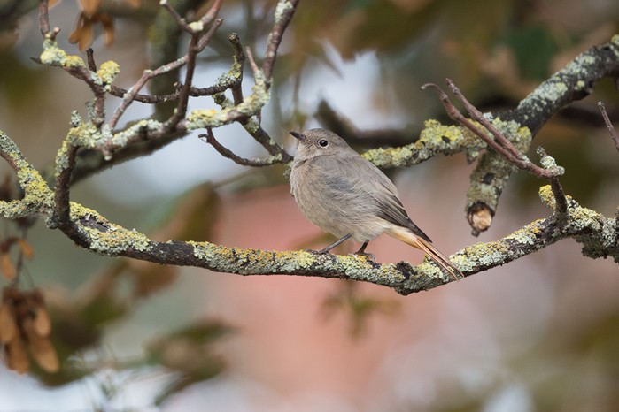 Black Redstart