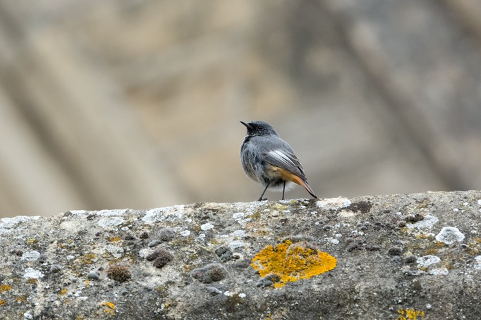 Black Redstart
