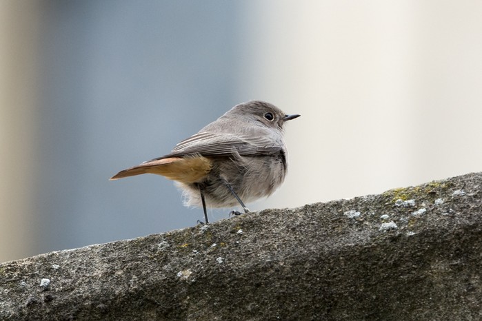 Black Redstart