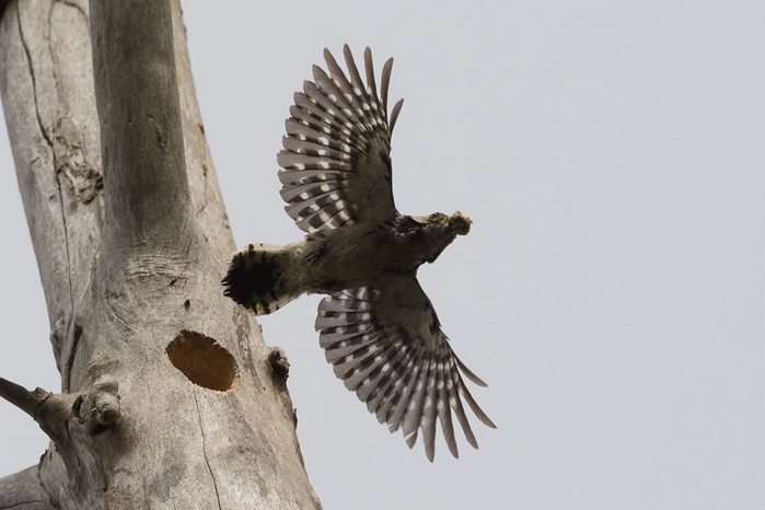 Lesser Spotted Woodpecker