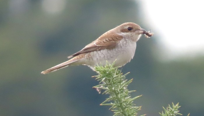 Red-backed Shrike