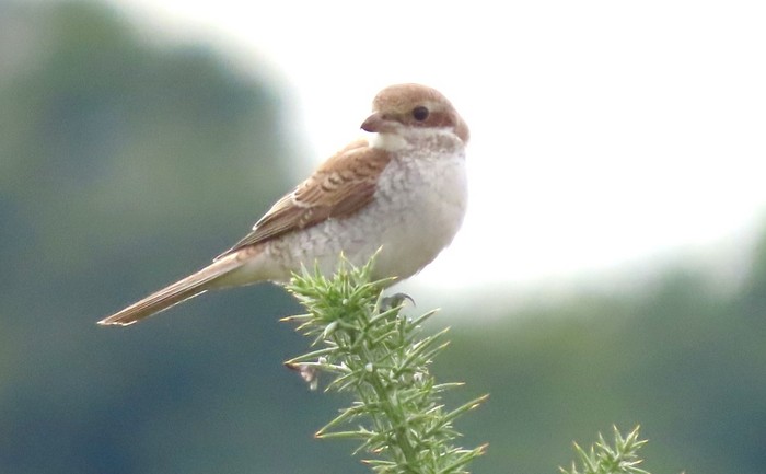 Red-backed Shrike