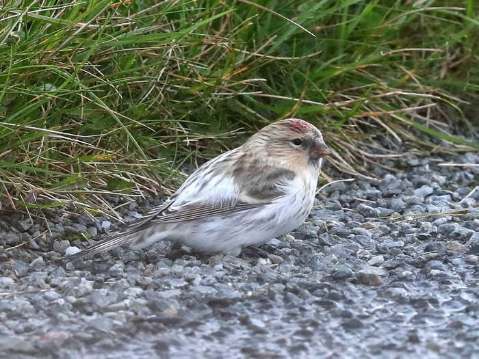 Hornemann's Arctic Redpoll