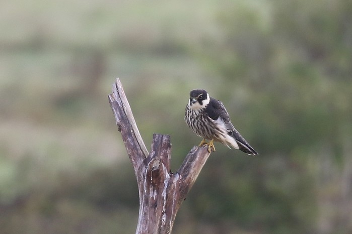 Hobby