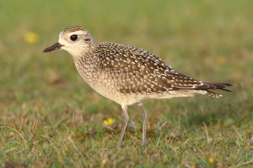 American Golden Plover