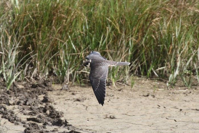 Hobby
