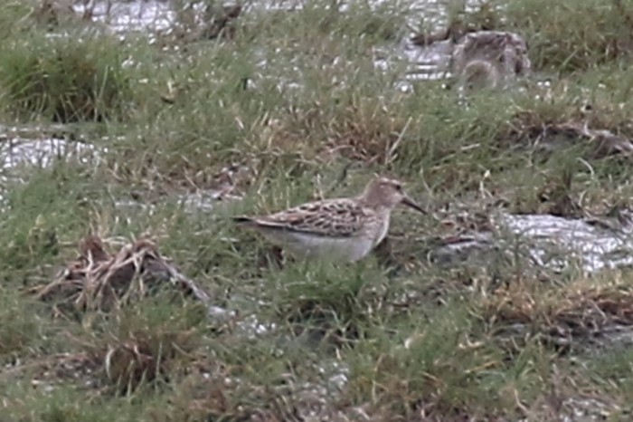 Pectoral Sandpiper