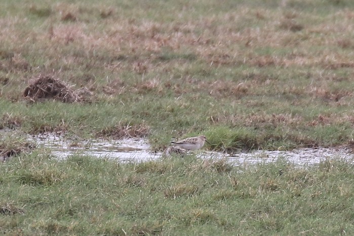 Pectoral Sandpiper