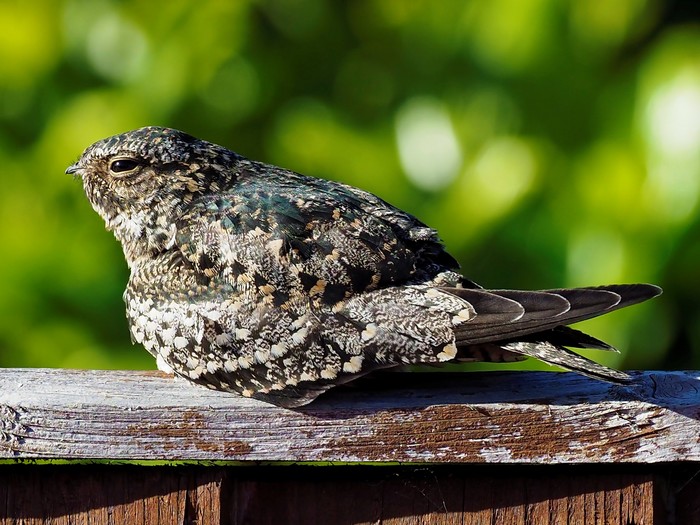 Common Nighthawk