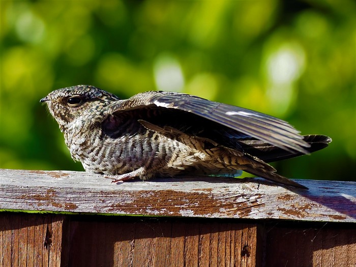 Common Nighthawk