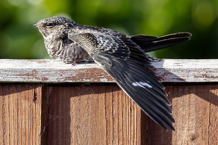 Common Nighthawk