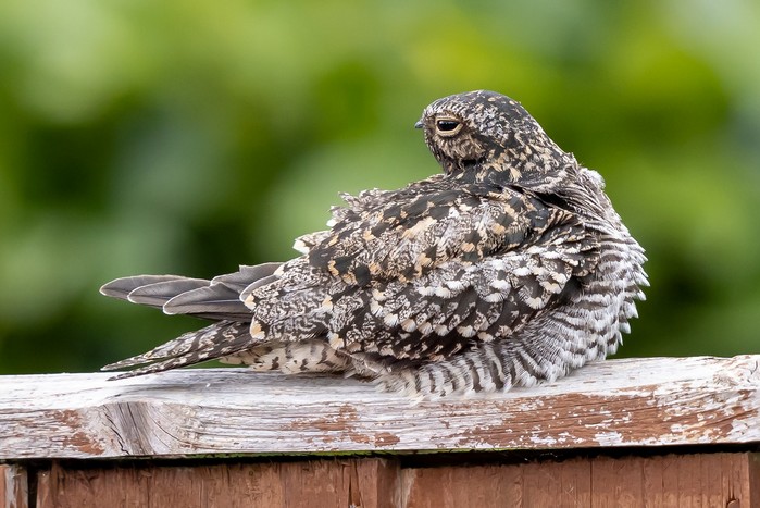 Common Nighthawk