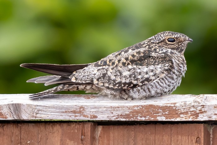 Common Nighthawk