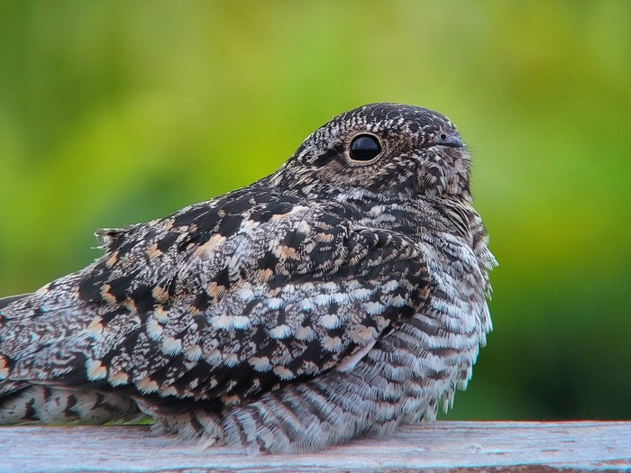 Common Nighthawk