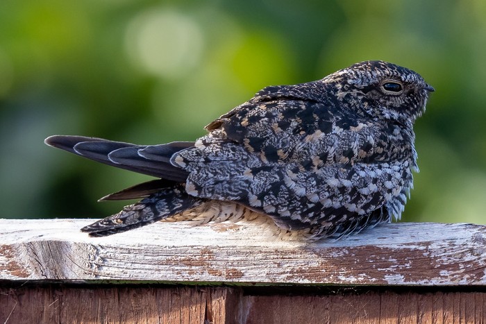 Common Nighthawk