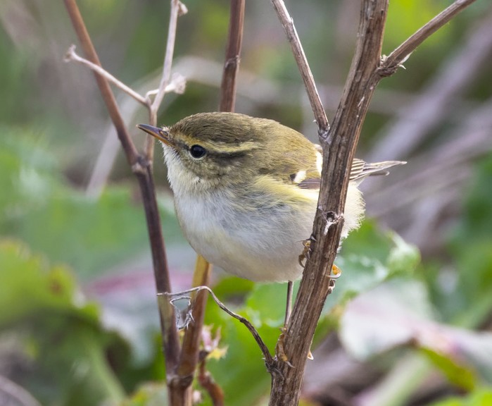 Yellow-browed Warbler