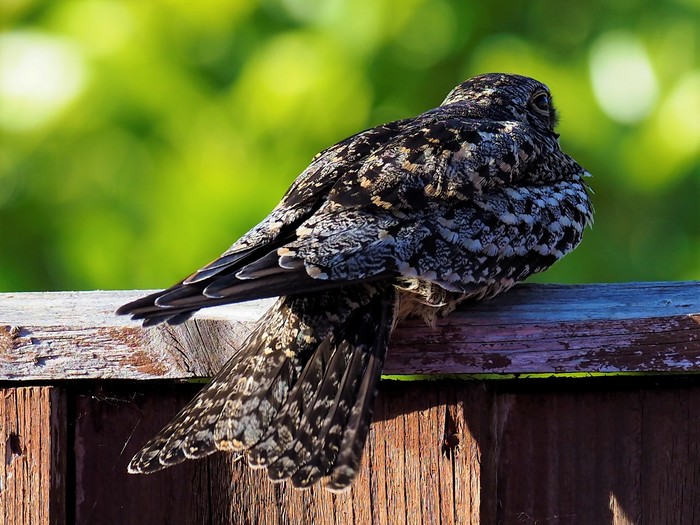 Common Nighthawk