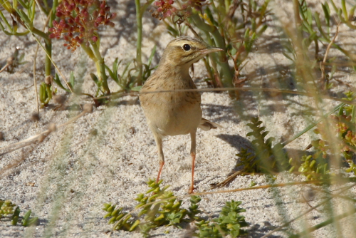 Tawny Pipit