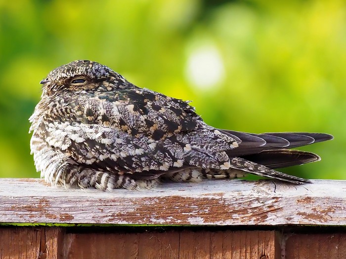 Common Nighthawk