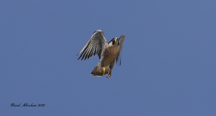 Peregrine 