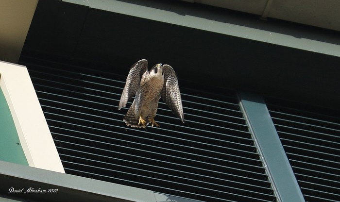 Peregrine 