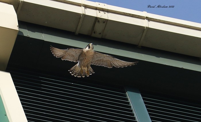 Peregrine 