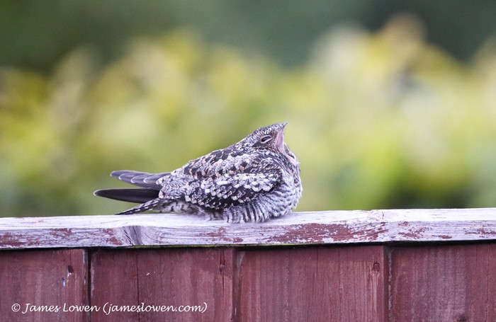 Common Nighthawk