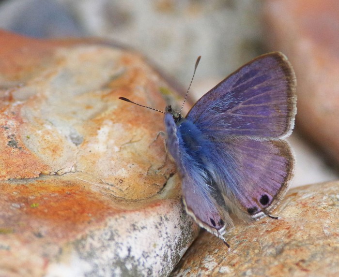 Long-tailed Blue butterfly