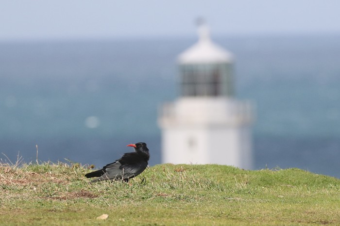 Chough