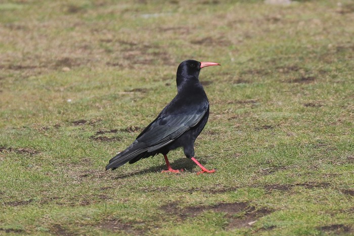 Chough