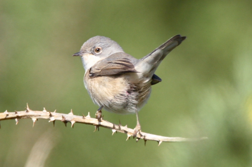 Subalpine Warbler