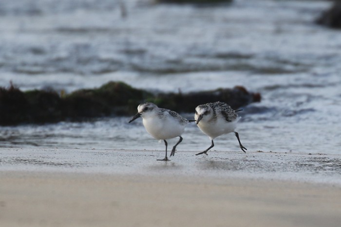 Sanderling