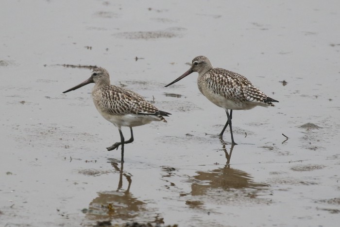 Bar-tailed Godwit