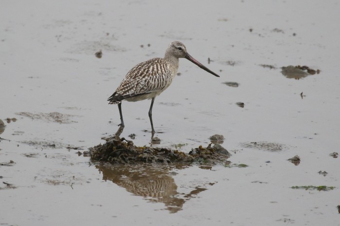 Bar-tailed Godwit