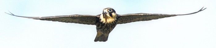 Hobby