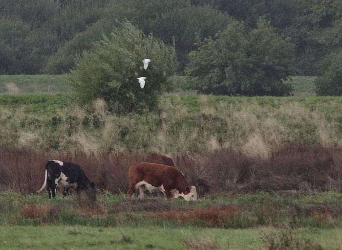 Cattle Egret
