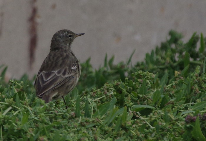 Rock Pipit
