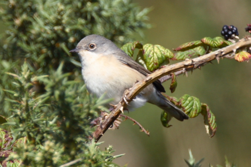 Subalpine Warbler