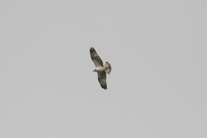 Osprey